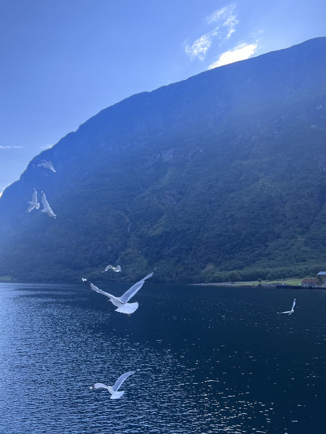 Discover the Beauty of Norway's Fjords in Summer