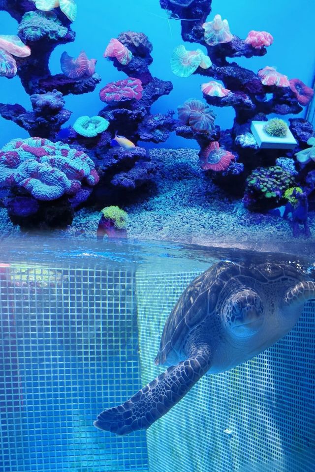 上海海洋水族館攻略