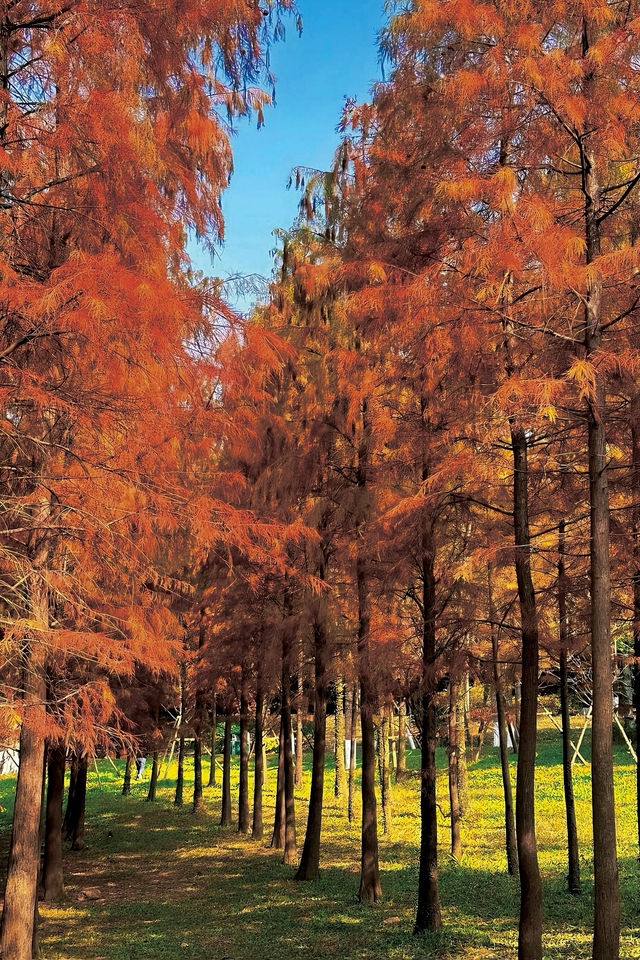 驚！泉州森林公園藏着一片「紅海」