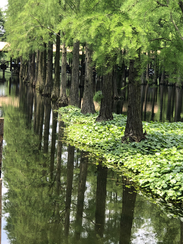 上海青西郊野公園怎麼玩，收藏春天用