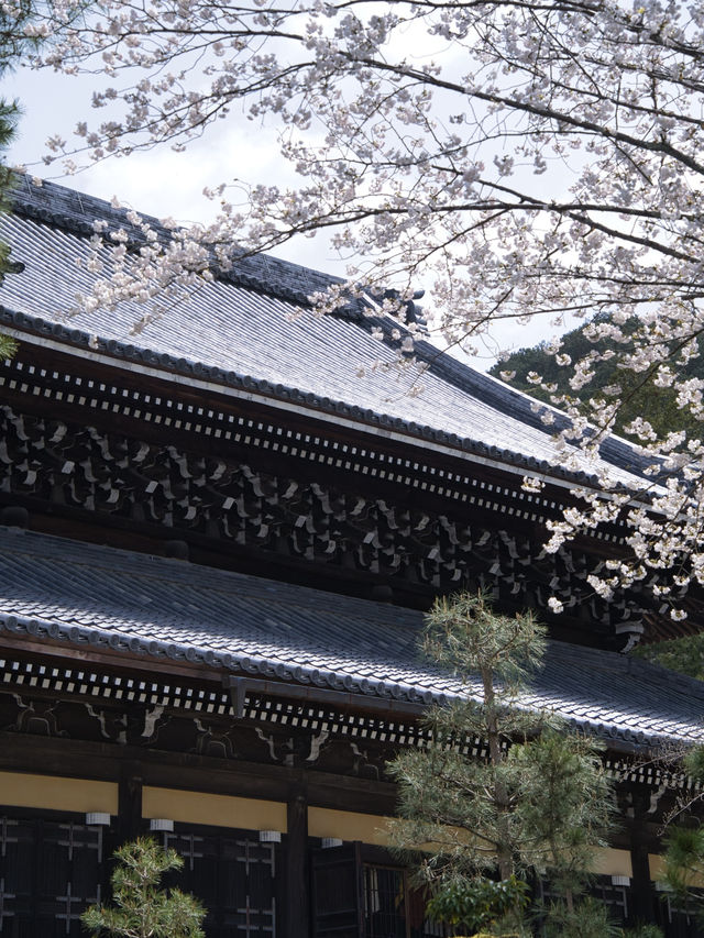 【京都×桜】禅寺の最高格式のお寺で堪能する桜🌸※周辺桜情報付き