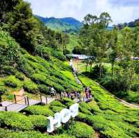 Tristan's Terrace at Boh Tea Center