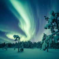 Amazing northen lights with adorable ice