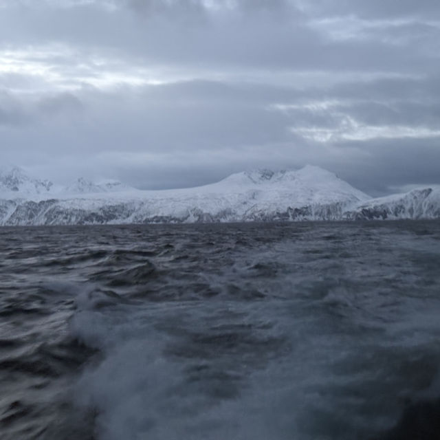 Out at the Fjords to catch some whales sightings 