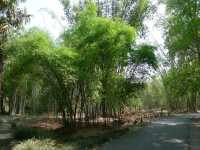 熱帶植物園·樹木園——精緻的樹木王國。