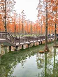 青西郊野公園池杉棧道