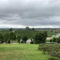 Choui Fong Tea Plantation Chiangrai