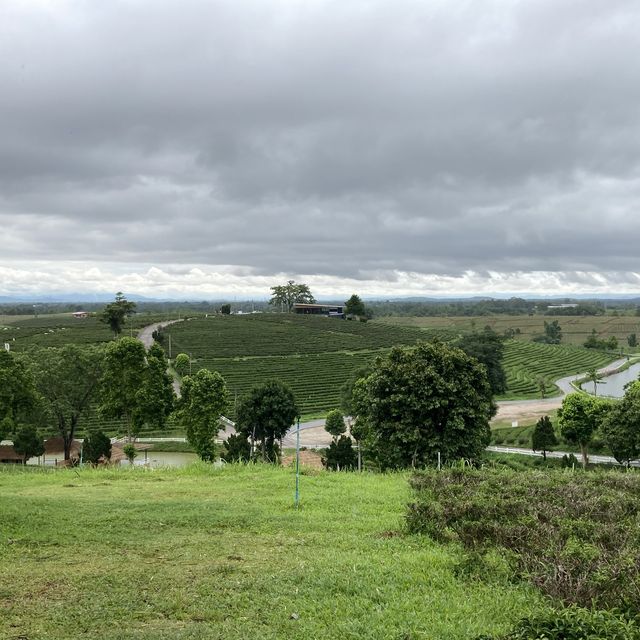 Choui Fong Tea Plantation Chiangrai