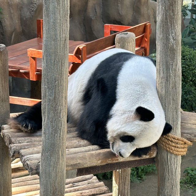 【衝撃】動物との距離が近い