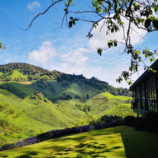 Rolling Green Paradise: The Beauty of Cameron Highlands’ Tea Fields