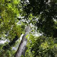 Above the Trees: Thrills and Views at Poring Canopy Walkway!