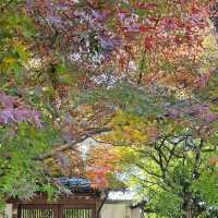 京都賞楓〔雪舟寺〕與〔天得院〕的靜謐之美