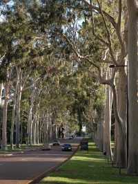 Discover the Magic of Kings Park, Perth