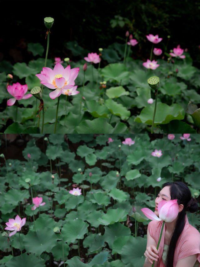 福州森系荷花池，夏日治癒風景