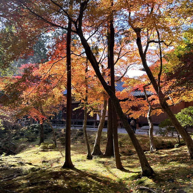 京都紅葉季觀光這樣抄作業❗️