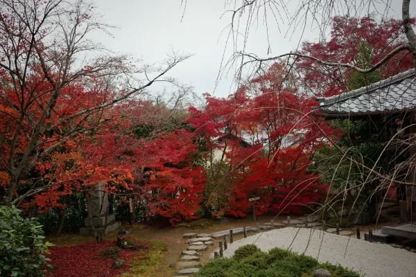 Kyoto To-ji Temple 