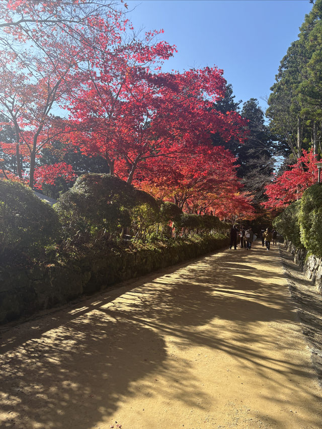 高野山——避開人流，和歌山縣的賞楓好地。