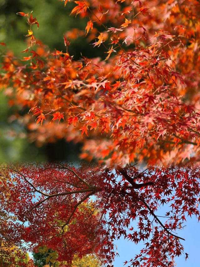 實拍報告武漢這個公園秋景已經美瘋了