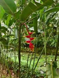 中國科學院西雙版納熱帶植物園（雲南省，5A）