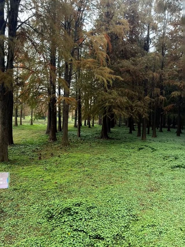 青西郊野公園水上森林開放了