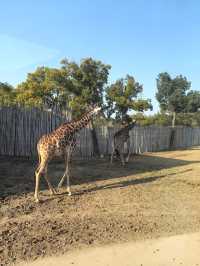 周末帶娃速逛上海野生動物園攻略，真不錯！