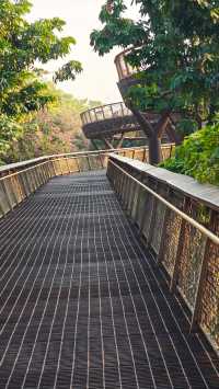 在深圳市區裡的空中樹屋棧道