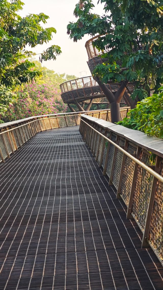 在深圳市區裡的空中樹屋棧道