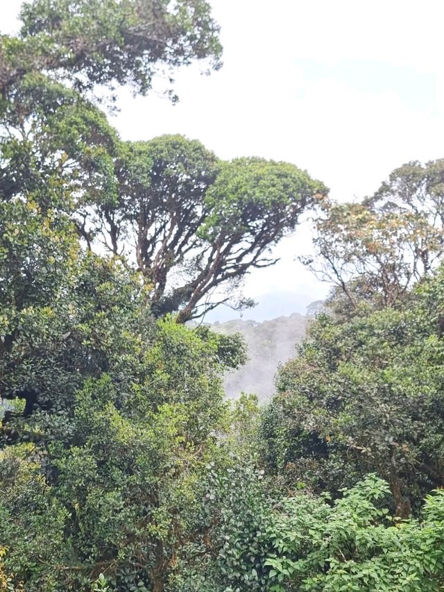 Hutan Kita Khazanah Kita 🌳