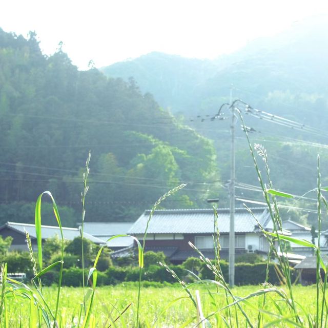 大自然的奇幻王國🔱屋久島 🌿🏞️🌊 