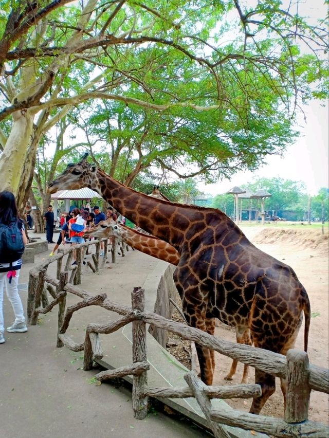 🇹🇭 Khao Kheow Open Zoo