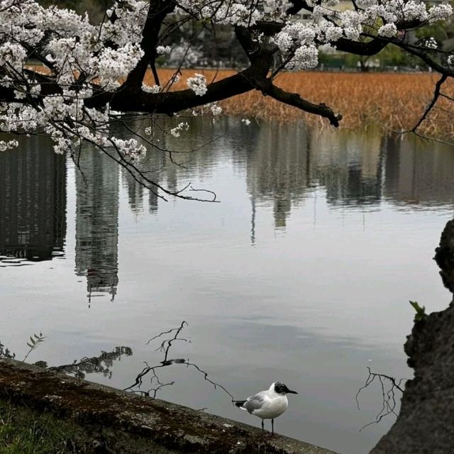 🌺 My favourite place of Ueno Park 🇯🇵