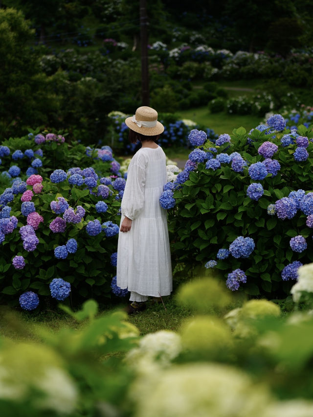 関西最大級の紫陽花☺️💠77000株の紫陽花の海💠☺️