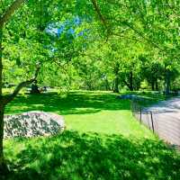 Top 3 Green Areas for a Picnic in Central Park