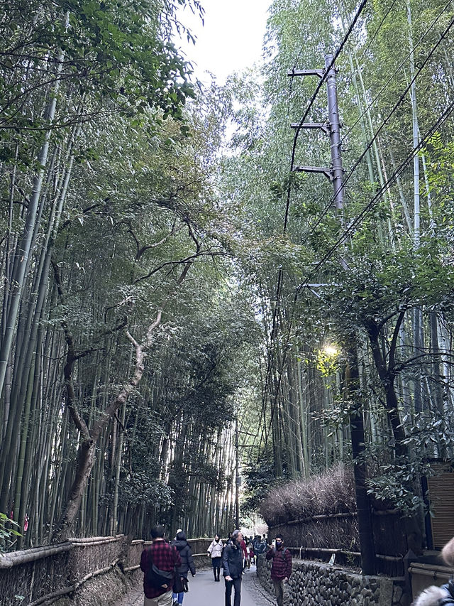 🇯🇵 京都嵐山 賞楓1日自由行🍁無需自駕遊❣️