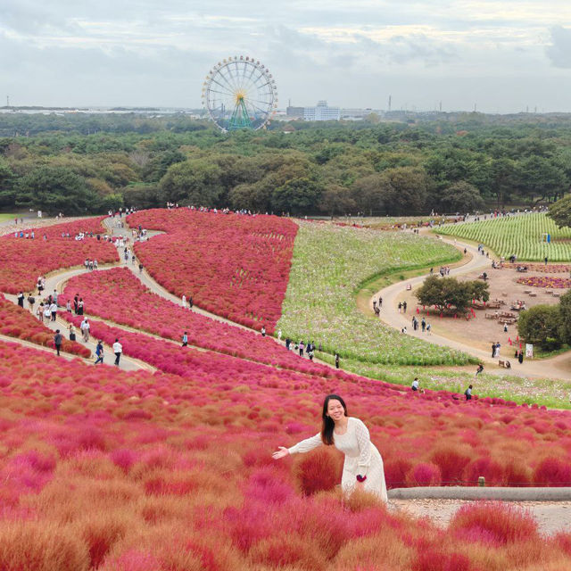 Let Nature’s Colour Paint Your Soul! -Hitachi Seaside Park