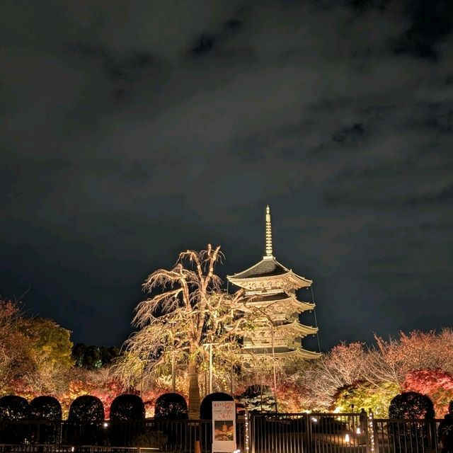 🇯🇵京都「東寺」 倒影如畫的夜楓🍁之旅！