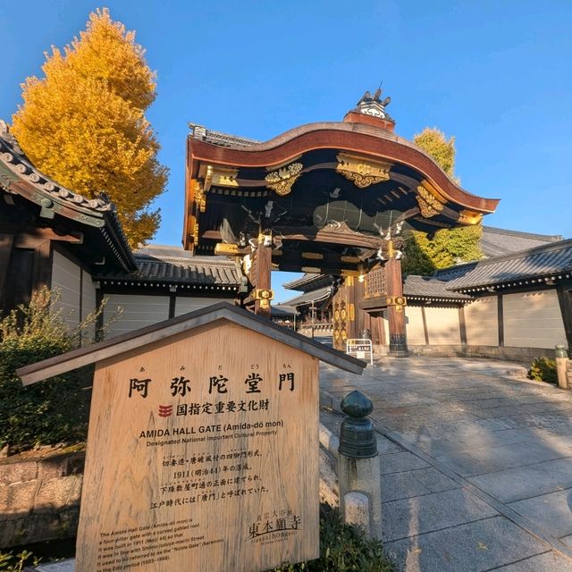 🇯🇵京都「西本願寺 東本願寺」銀杏盛開實況！穿越時空的寧靜之美