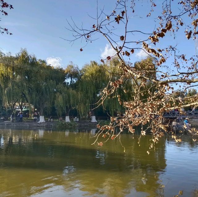 ใบไม้เปลี่ยนสี สวนสาธารณะ Green lake park