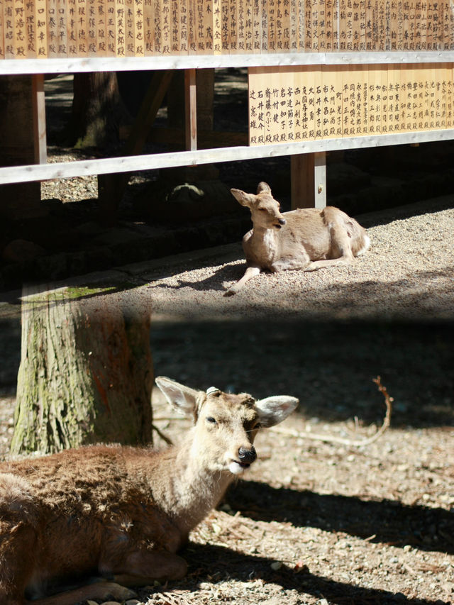 A Magical Encounter with Deer at Kasuga Taisha