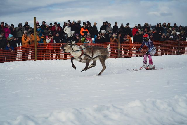 Reindeer appear, not just at Christmas.