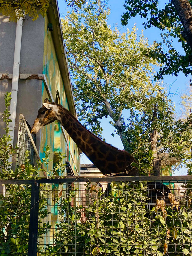 北京動物園