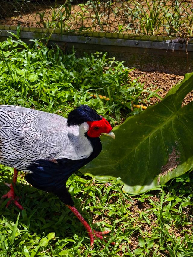 廣州動物園暢玩秘籍來啦