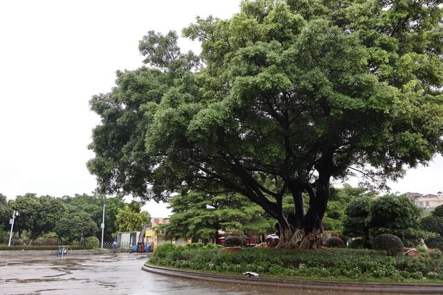 大夫山森林公園南門，坐落於廣州番禺的綠意盎然之地～