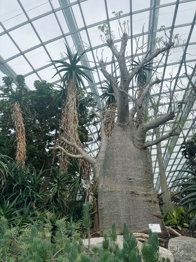 新加坡必到景點|濱海灣花園。