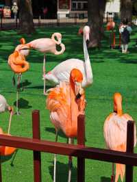 上海野生動物園‖旅遊必去小孩老人都喜歡。