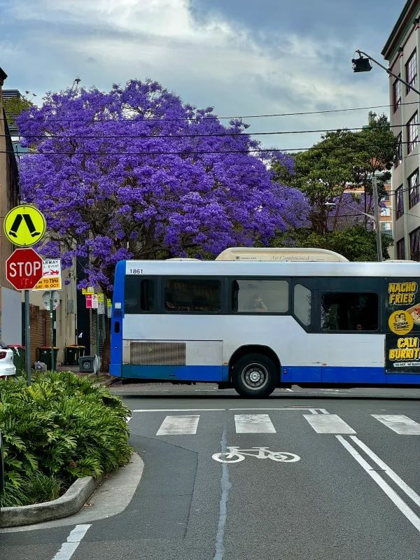 Chasing Jacarandas in Sydney