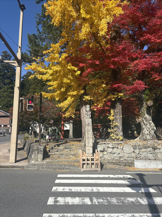 高野山——避開人流，和歌山縣的賞楓好地。