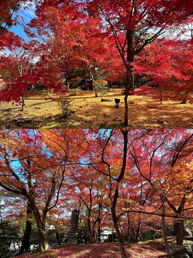 京都賞楓葉‖永觀堂旅遊打卡避坑攻略。