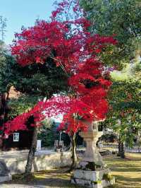 日本·京都清涼寺