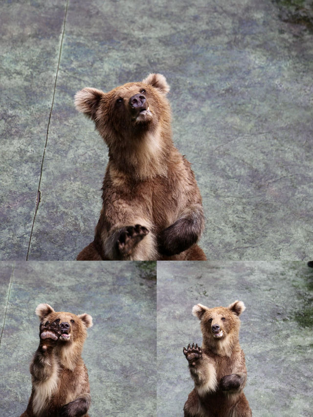 一場說走就走的野生動物之旅